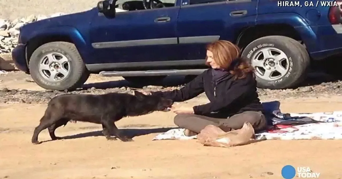 A woman sits on a blanket, gently interacting with a black dog on a sandy beach near a blue vehicle.
