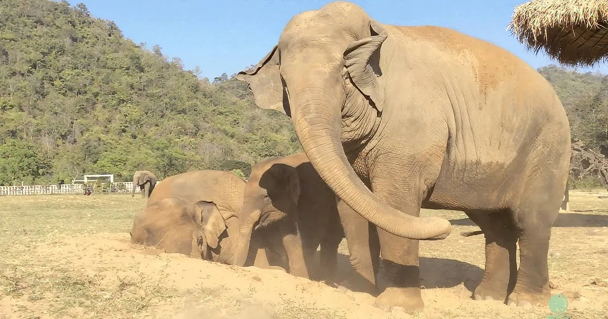 A large elephant is dusting itself with its trunk, surrounded by other elephants in a grassy area near a forested hill.