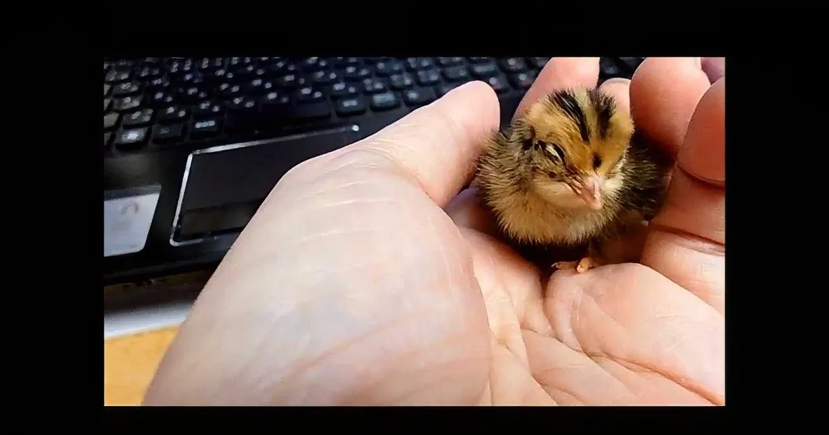 A small, fluffy chick with brown and black feathers rests in a person's cupped hands.