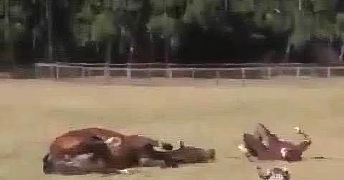 A cow lies on the ground in a fenced area with trees in the background.