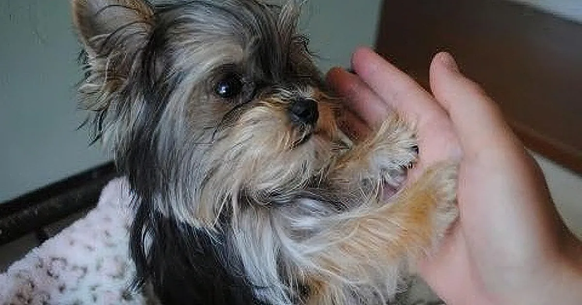 A small, fluffy dog with a wet coat is being petted by a hand.
