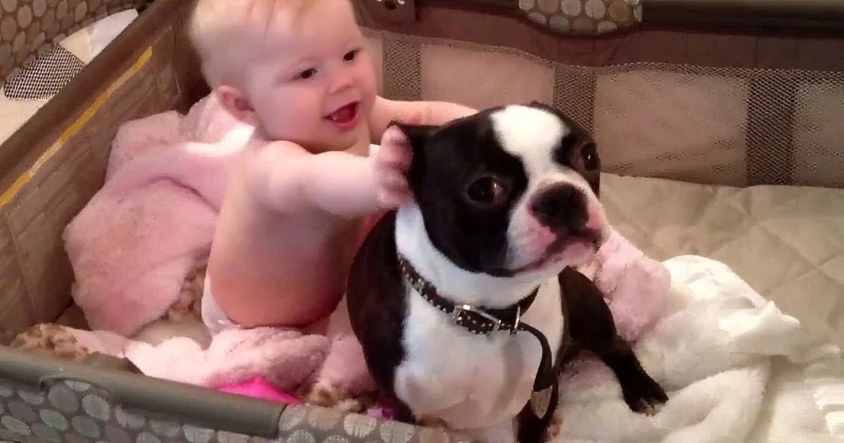 A baby and a Boston Terrier are in a playpen, with the baby reaching out to touch the dog.