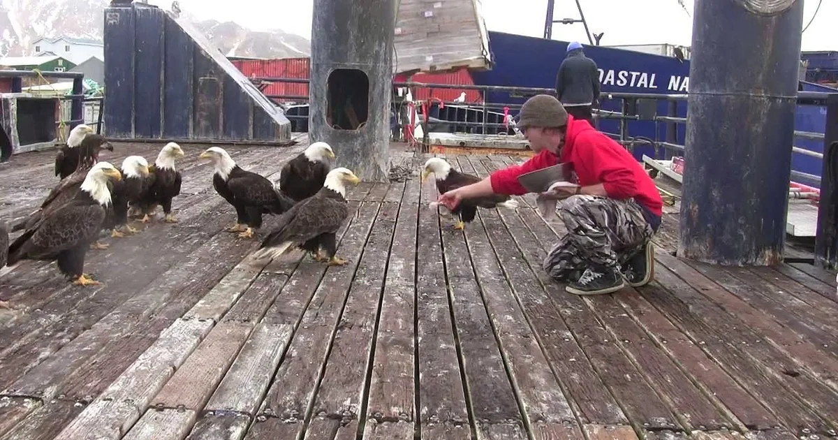 Local Fisherman Feeds a Big Flock of Bald Eagles as if It''s No Big Deal.