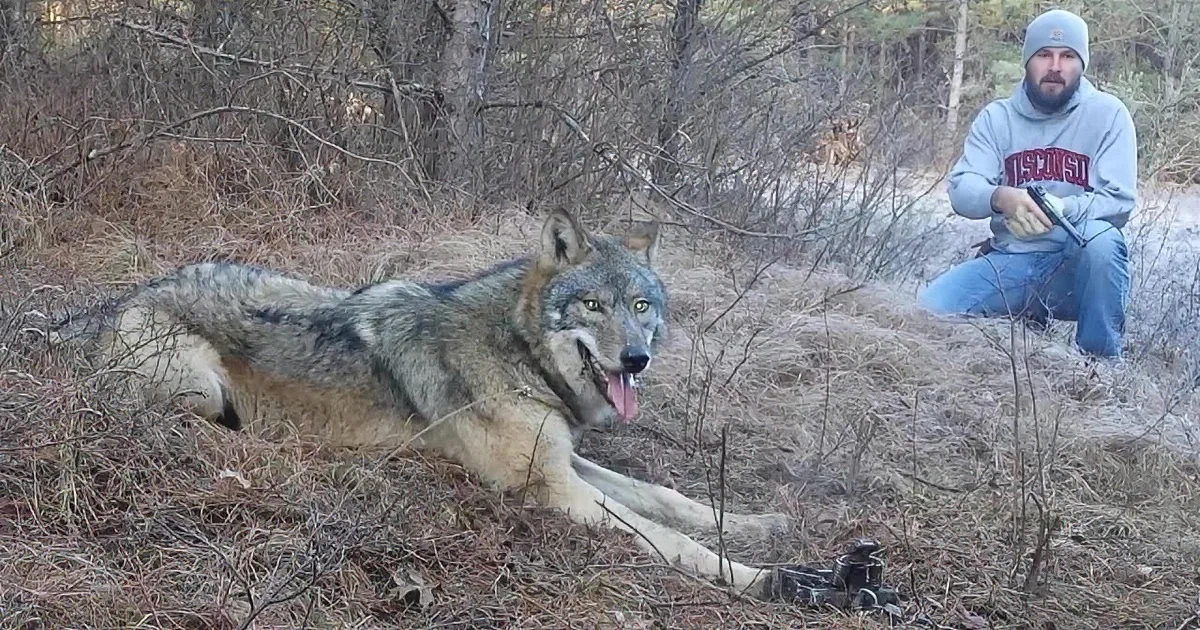 A wolf lies motionless on the ground, with a man kneeling nearby holding a firearm.