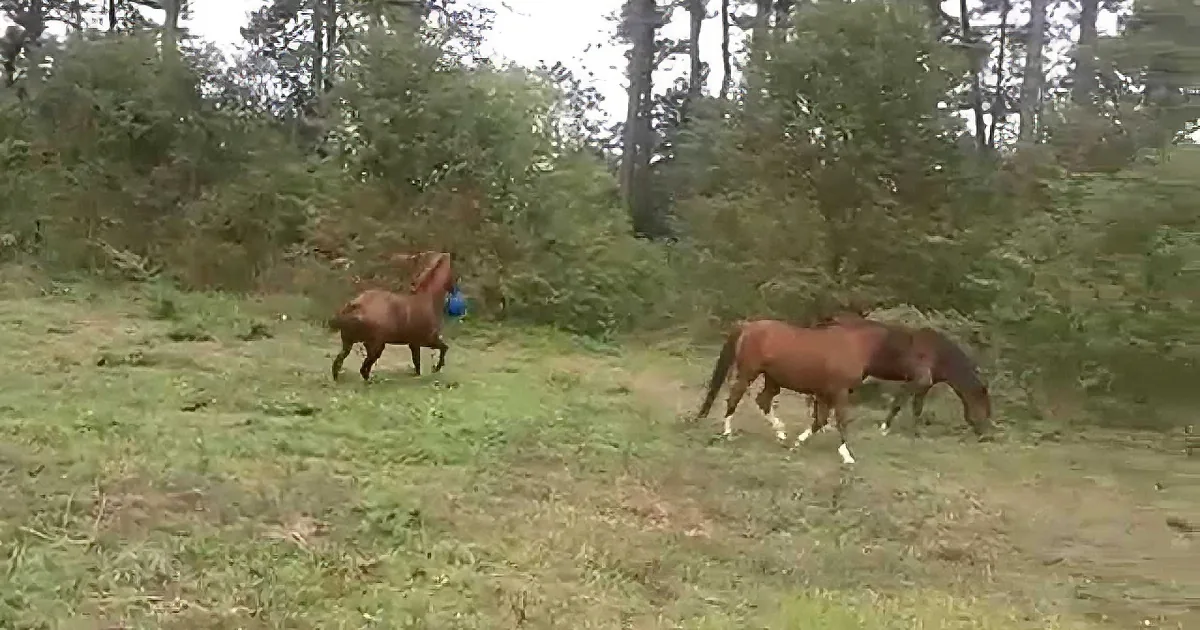 Two horses graze in a grassy field surrounded by trees, one holding a blue object in its mouth.