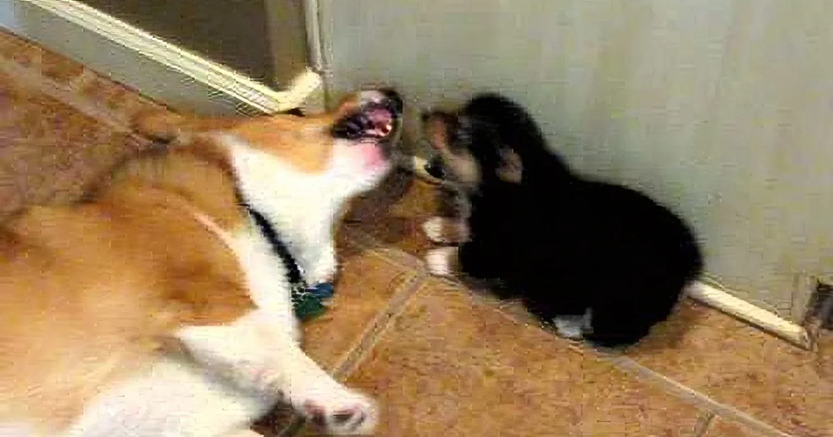A corgi dog is playfully interacting with a smaller dog, both on a tiled floor.