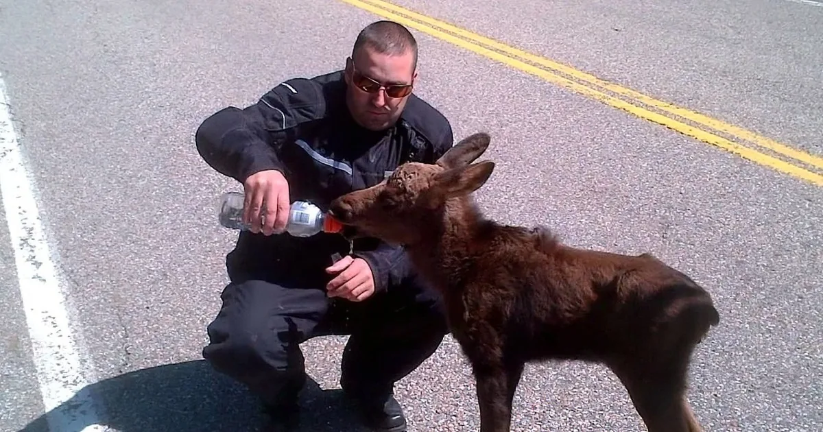 A man in a uniform feeds a baby elk with a bottle on a road.