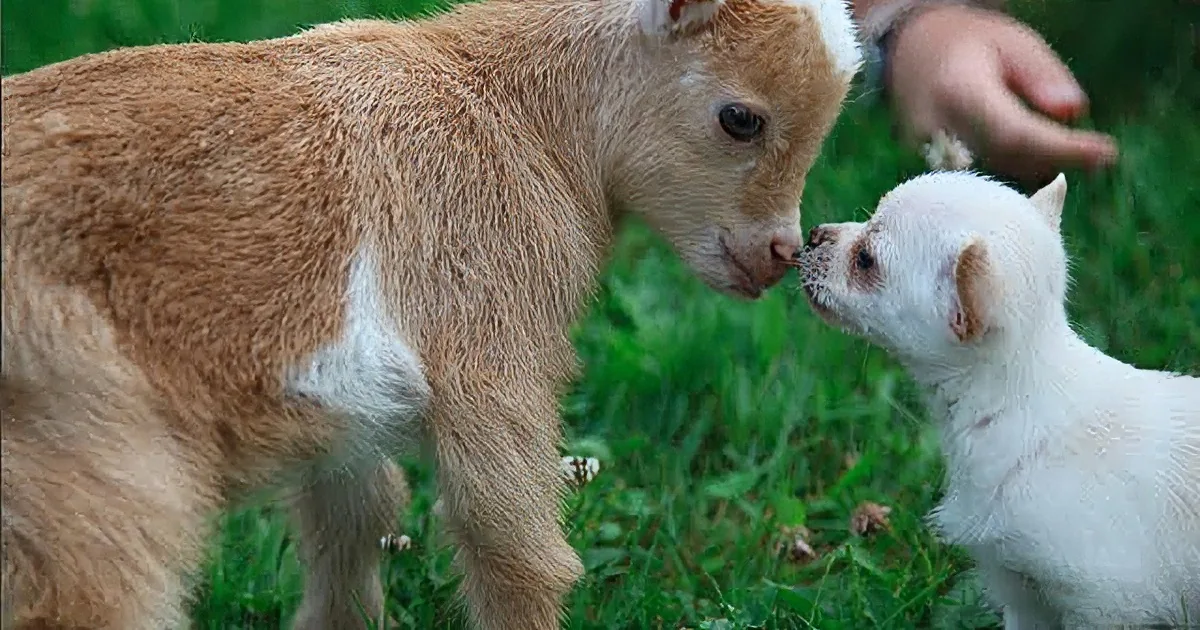 A baby goat and a kitten share a tender moment on a grassy field.