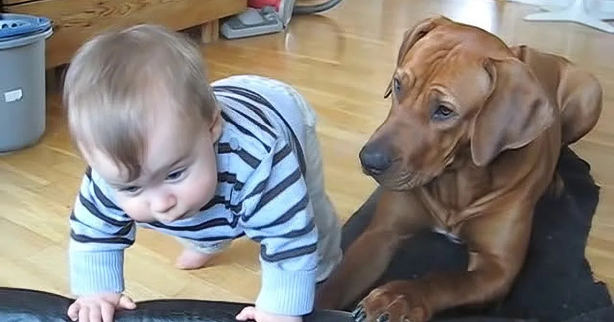 A baby in a striped shirt is crawling on a black mat, with a brown dog sitting attentively nearby.