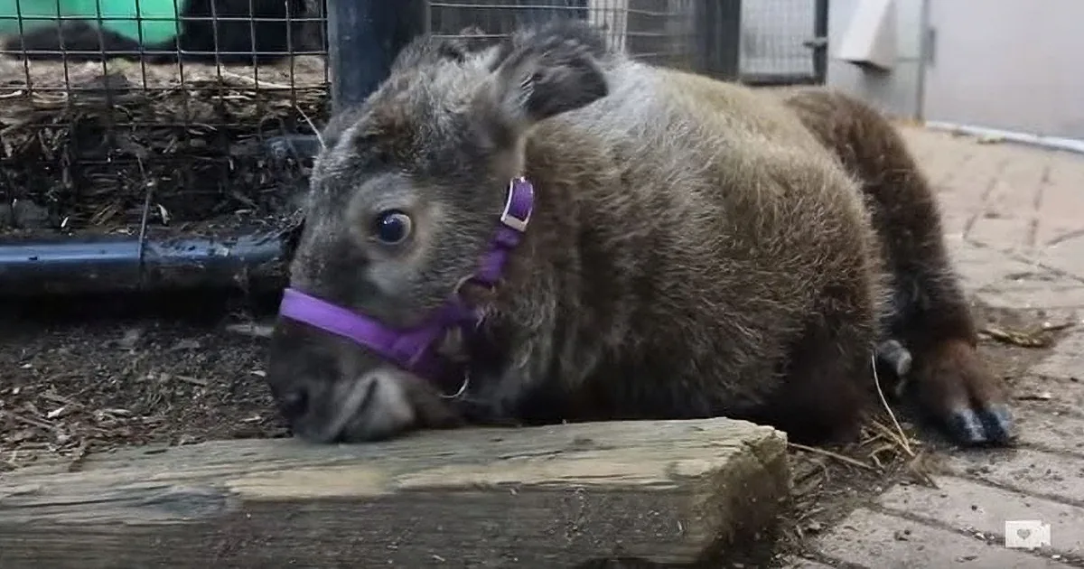 A small, fluffy animal with a purple collar lies on a wooden platform, surrounded by a wire enclosure and dirt.