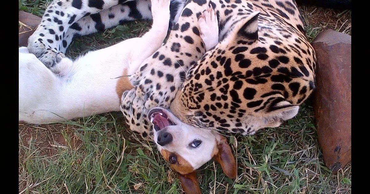 A dog with a leopard print coat lies on the grass, appearing relaxed and playful.