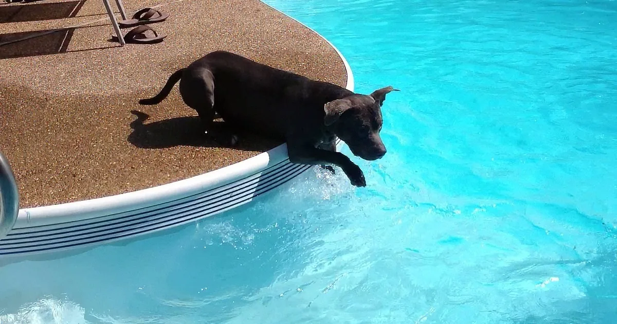 This City Dog Has No Idea What to Make of His First Experience in the Water
