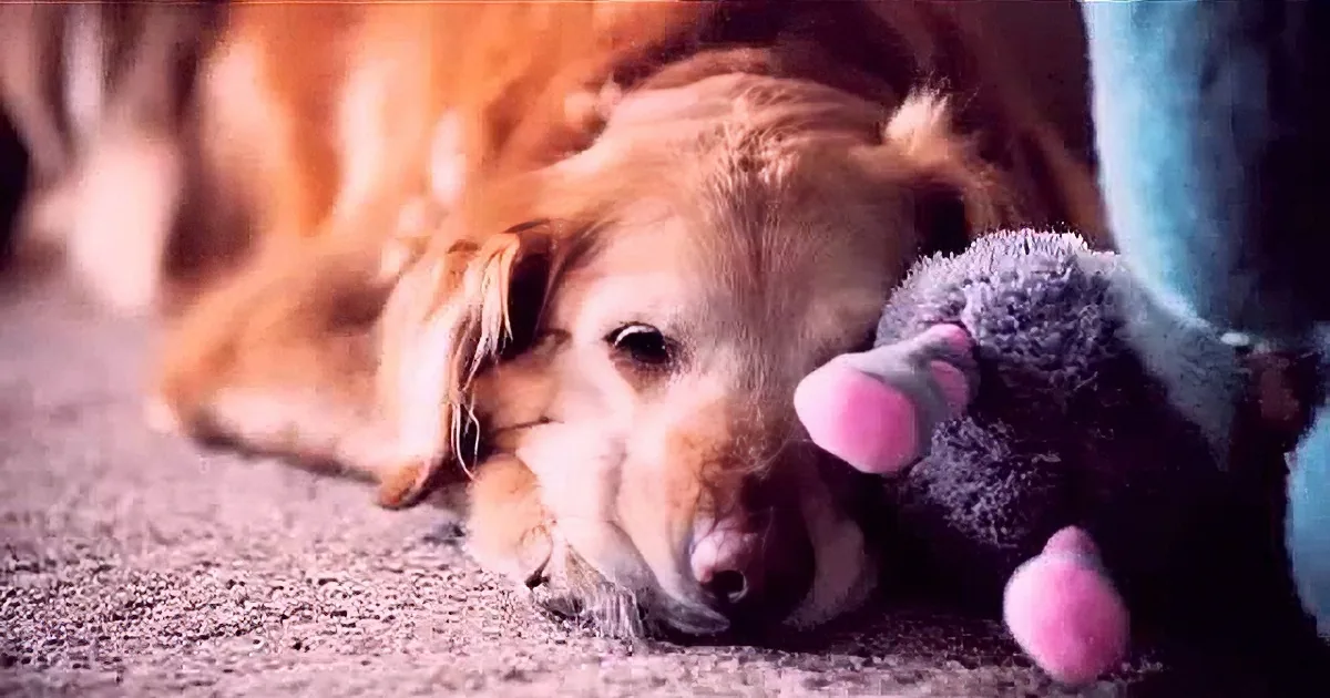 A golden retriever rests on a carpet, cuddling a stuffed toy.