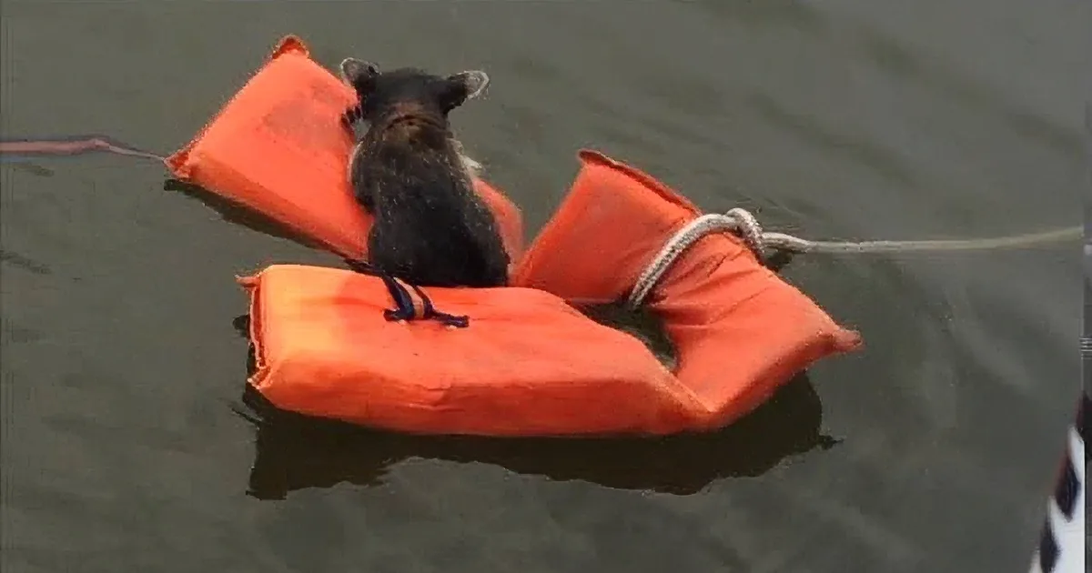 A small animal sits on an orange life vest floating in water, attached to a rope.