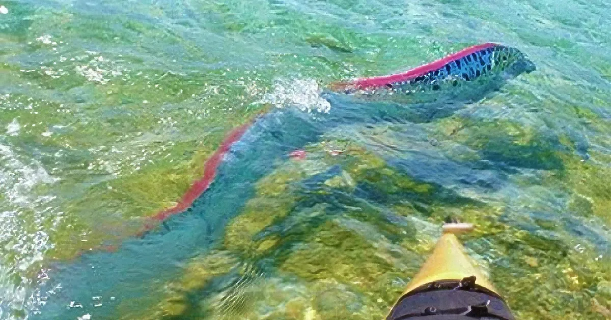 A kayak floats near a large, colorful fish swimming in clear, greenish water.