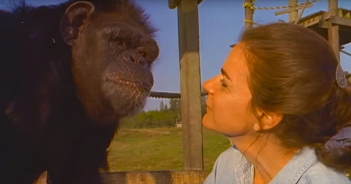 A chimpanzee and a woman are facing each other, with the chimp appearing to speak or gesture.