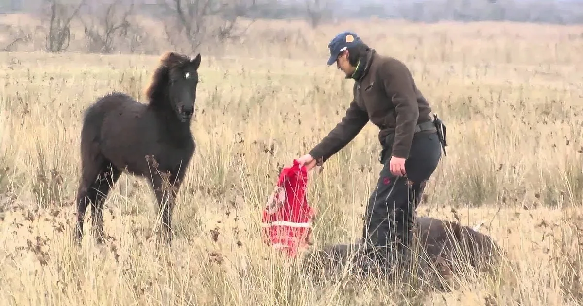 Until This Caring Vet Came Forth to Save Her, This Horse Was Chained up for Months