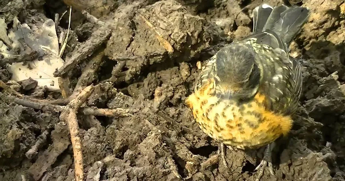 A Young Robin Asks the Gardener for Help and He Knows Exactly What She''s After