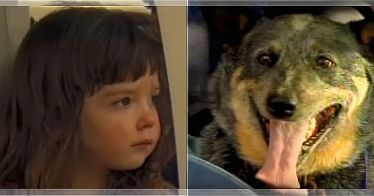 3-Yr-Old Got Lost in the Woods for 15 Hrs. You Won''t Believe How She Survived! Wow!