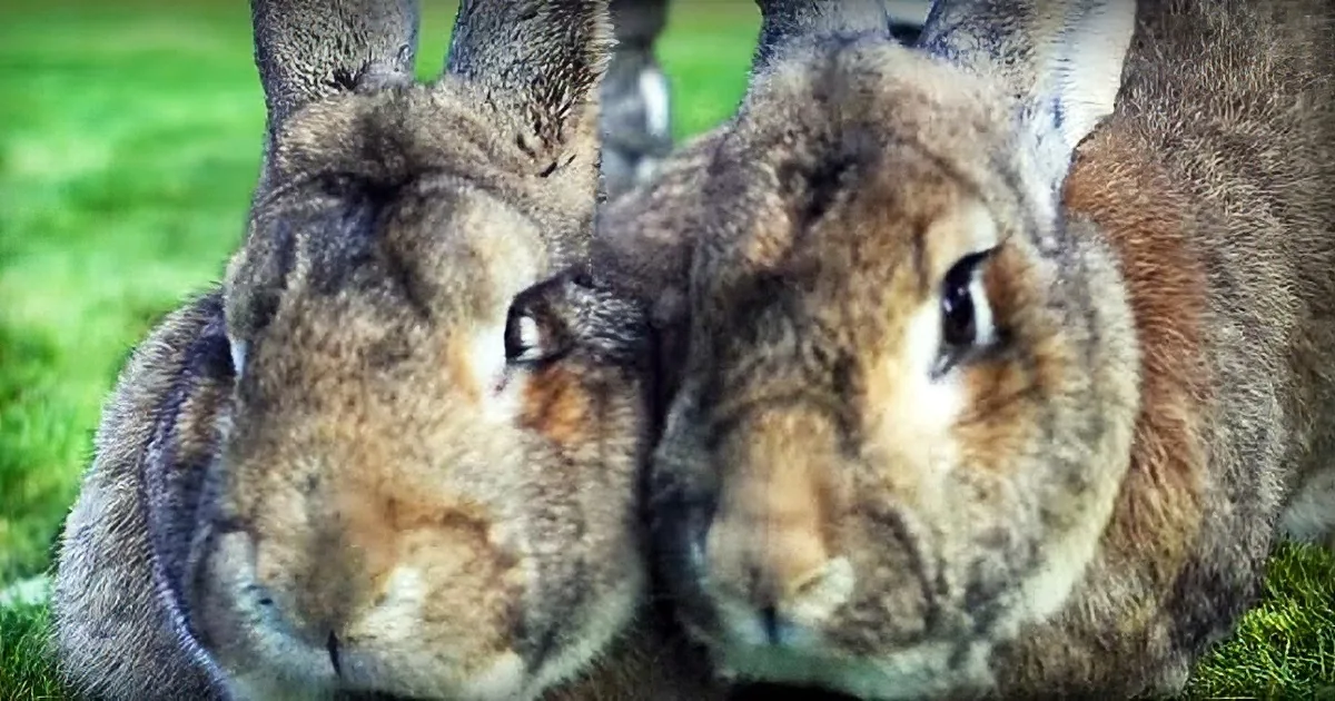 Does a Four Foot Giant Bunny Terrify You? or Do You Find It Adorable?