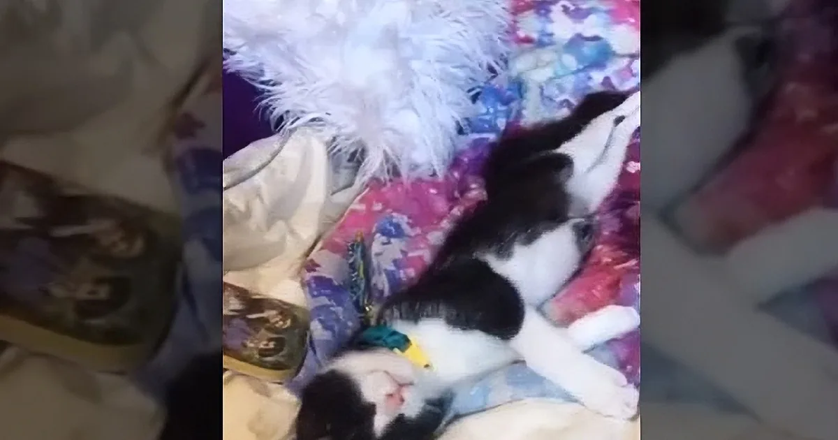 A black and white cat is lying on a colorful blanket, surrounded by fluffy white feathers and a small toy.