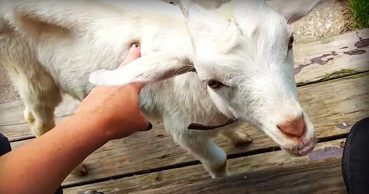 Edgar Winter the Rescue Goat Gets an Intense Brain Freeze After Devouring Ice Cream
