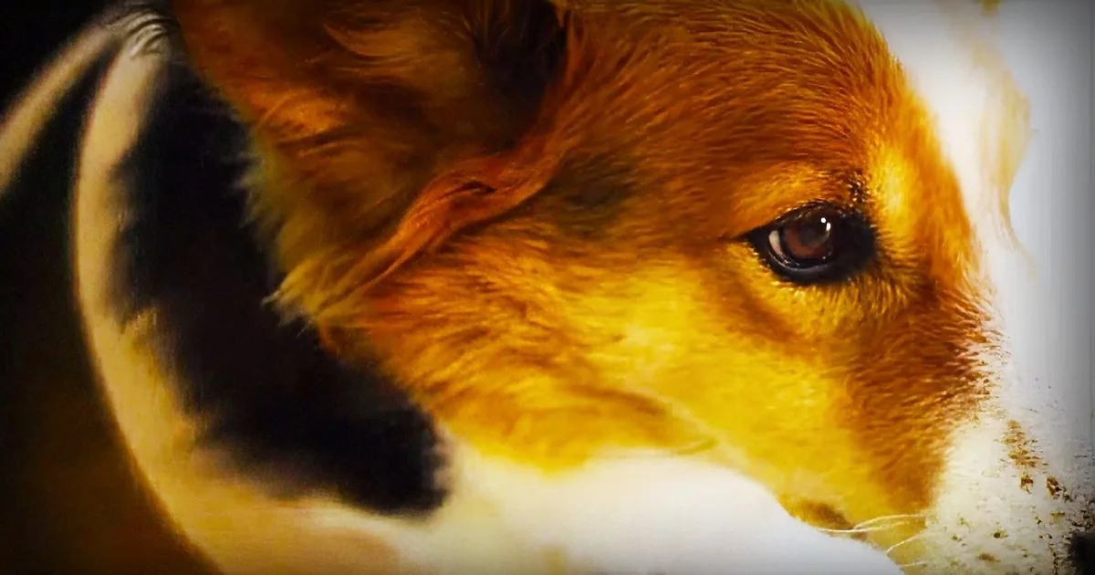 A close-up of a Corgi dog with a mix of brown and white fur, looking directly at the camera.