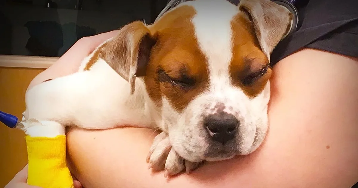 A small dog with a bandaged leg rests peacefully on someone's lap.