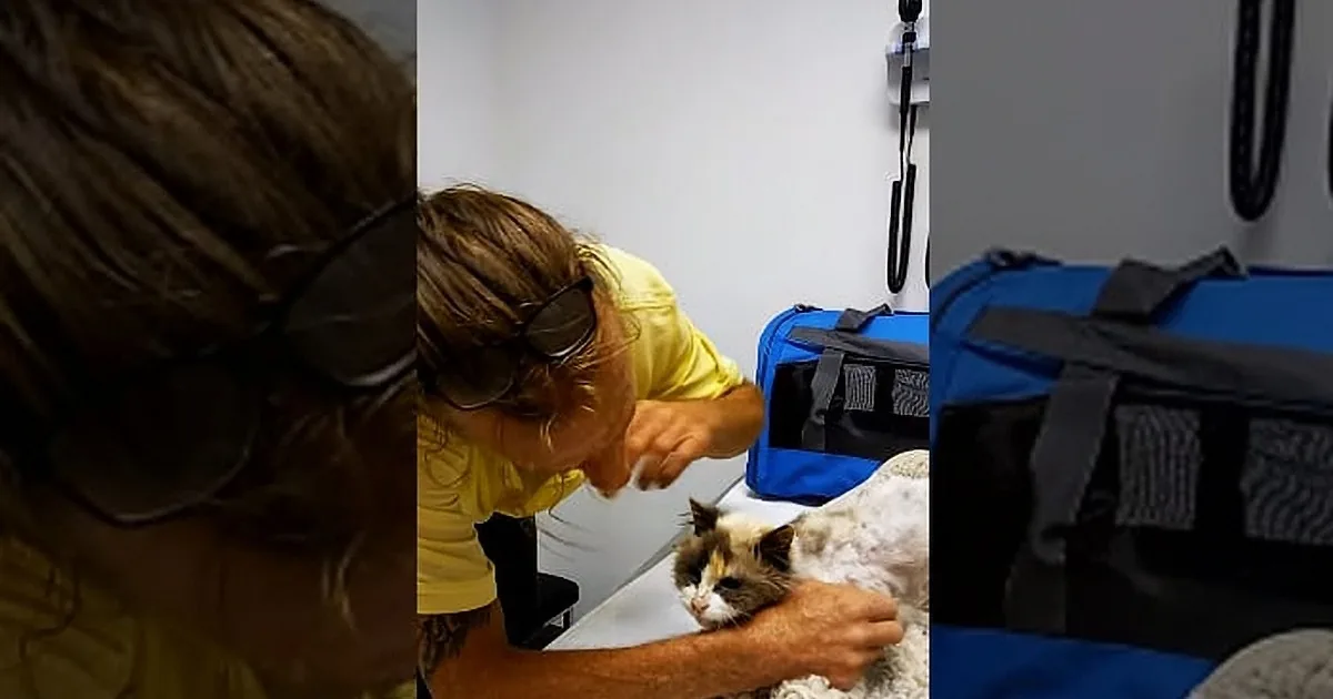 Blind, Deaf Cat Goes Missing for Weeks. Owner Is Sure She''s Dead, but Then He Gets an Unexpected Call