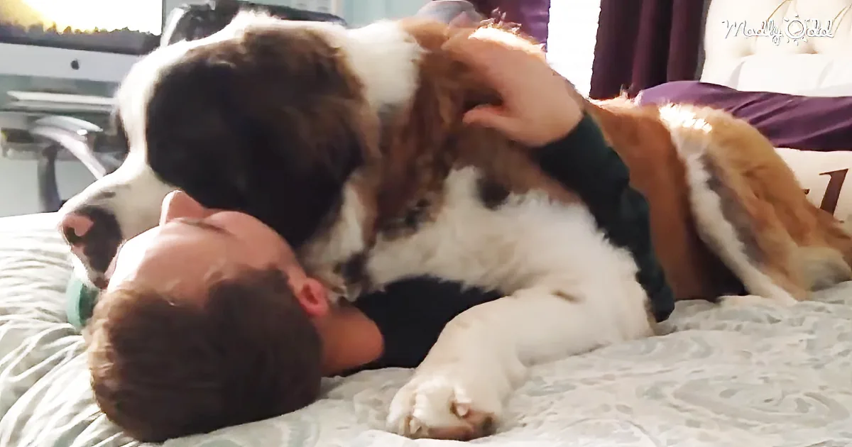 This Gigantic Saint Bernard Is Being Extremely Needy Toward His Dad