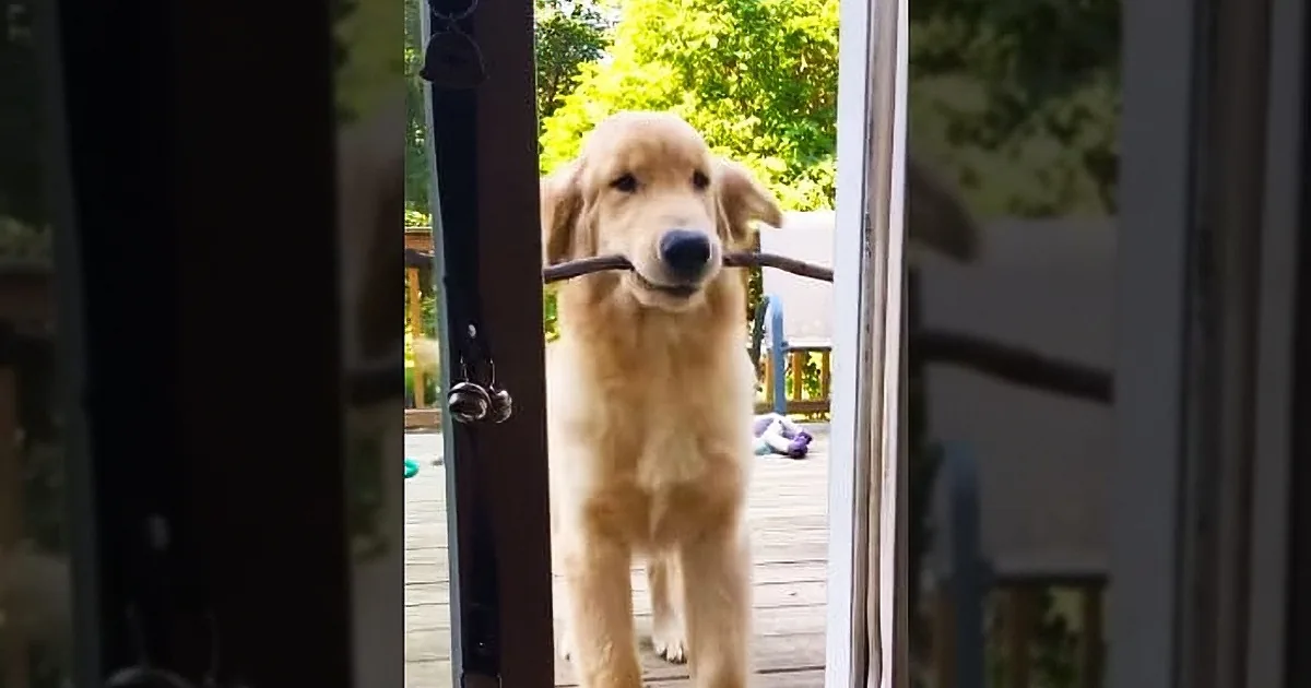 This Frustrated Puppy Is Unable to Bring His Favorite Stick Inside His Home