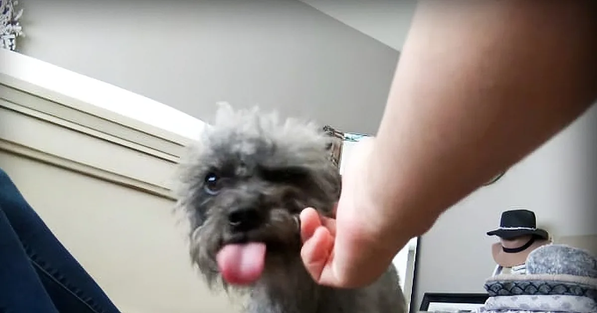 A fluffy gray dog licks a person's hand, with a blurred background and another dog partially visible.