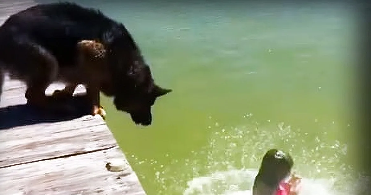 A German Shepherd dog stands on a dock, watching a child splash in a greenish body of water.