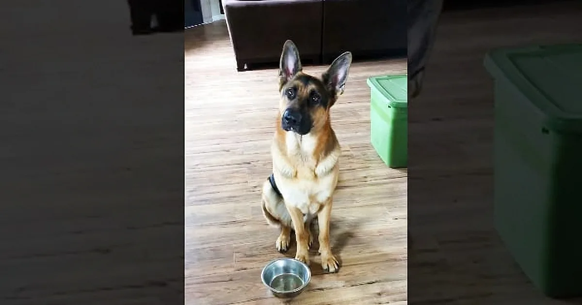 Who Could Say No? Watch a Handsome, Intelligent German Shepherd Ask for an Early Dinner