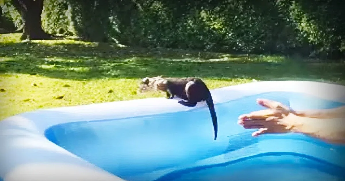 A small alligator is perched on the edge of a blue inflatable pool, with a person's hands reaching out towards it.