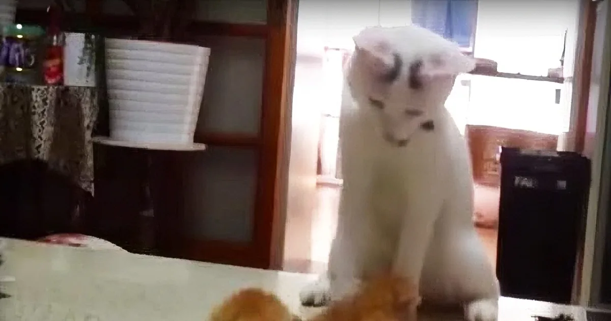 A white cat sits on a table, looking down at a small, fluffy object in front of it.