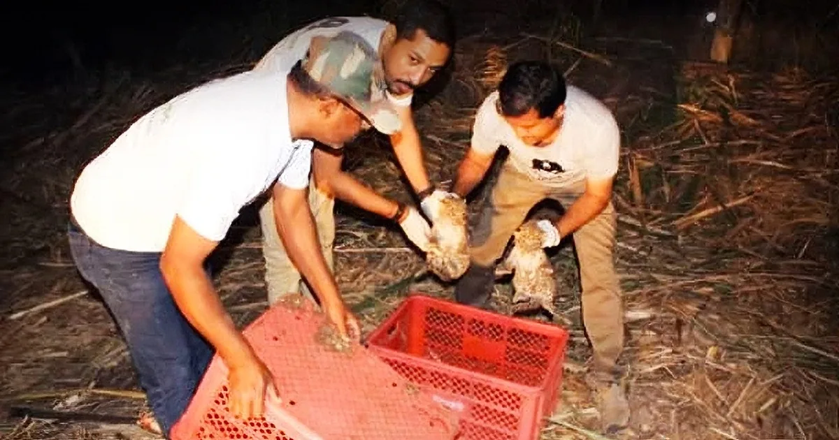 Rescuers Successfully Trick a Heartbroken Leopard Into Taking Her Cubs Back