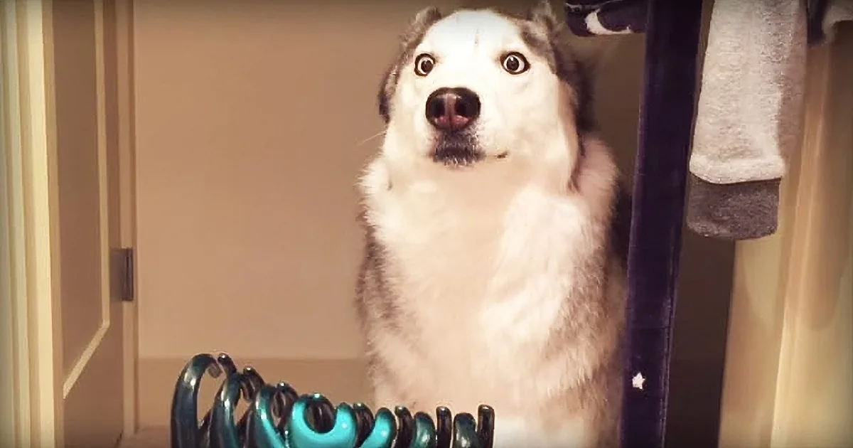 A surprised-looking husky dog is perched on a shelf, looking up with wide eyes.