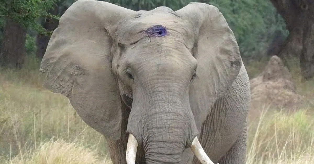 An elephant with a visible wound on its forehead stands in a grassy area with trees in the background.
