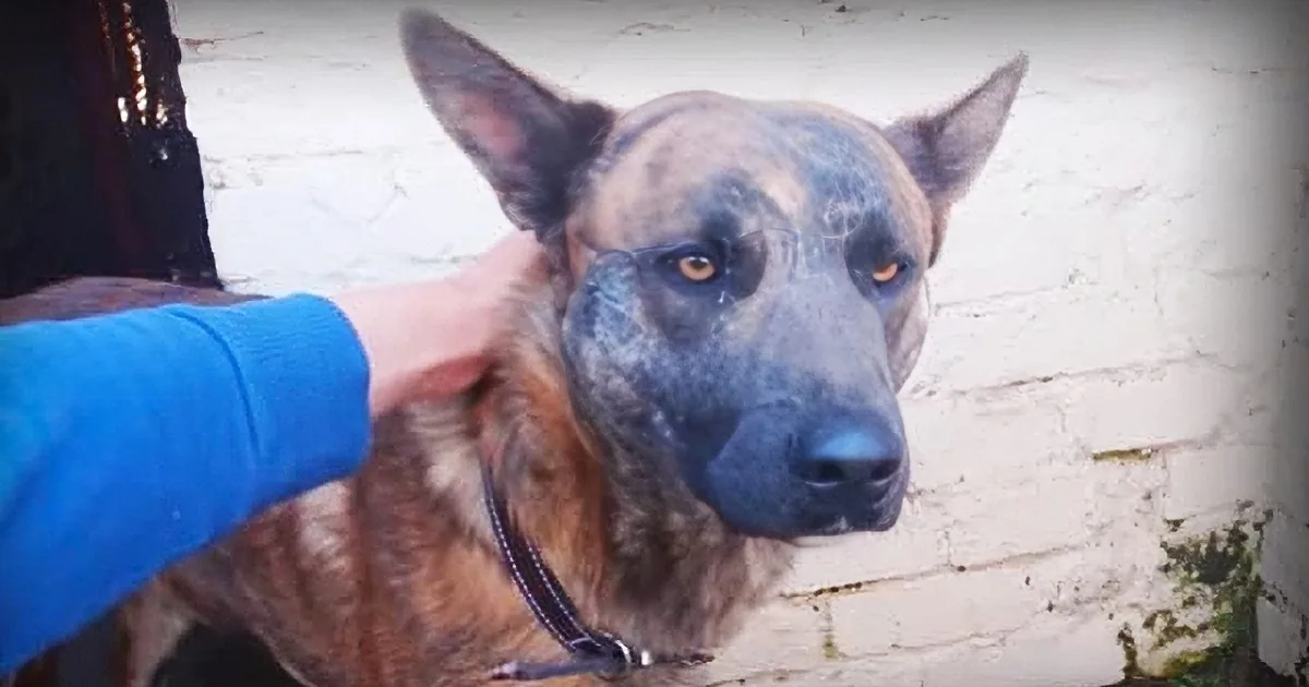''Aggressive'' Dog Was Set to Be Put Down, but One Woman Begged for a Chance to Save Him
