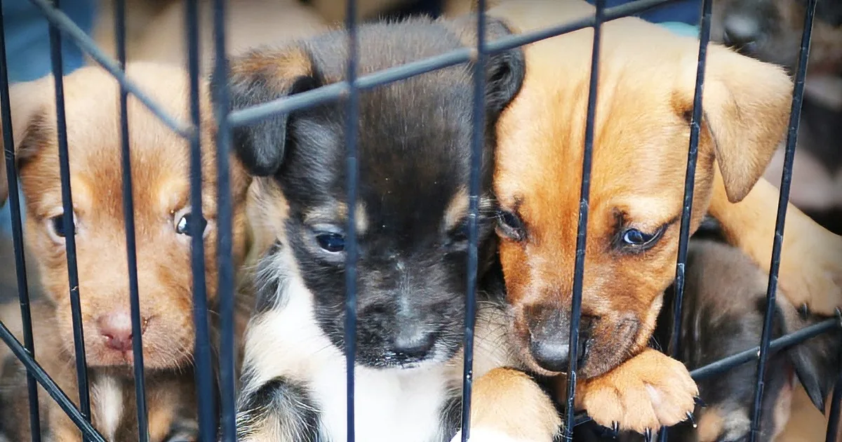 All They Wanted Was a Beagle. a Popular New Scam Is Hitting on-Line Puppy Seekers