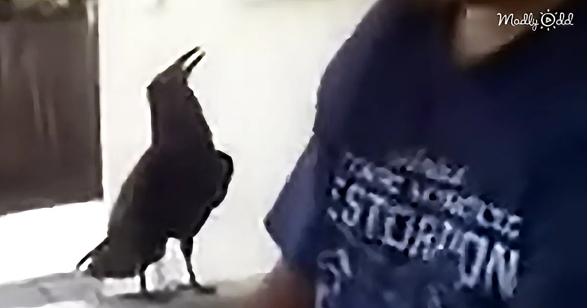A crow with its beak open, perched on a surface, near a person in a blue shirt.