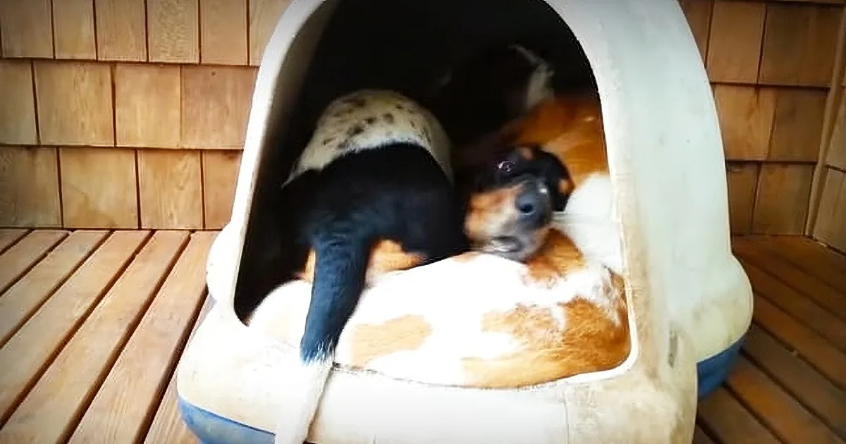 A black and tan puppy rests inside a white doghouse on a wooden deck.