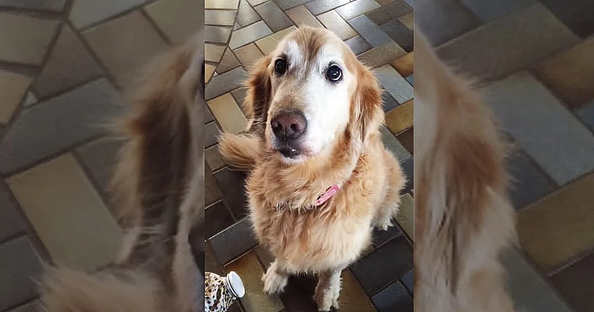A golden retriever dog is looking up at the camera with a curious expression on a tiled floor.
