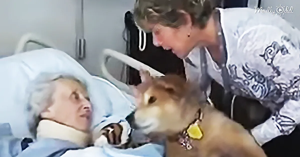 A woman in a hospital bed is comforted by a dog and another woman.