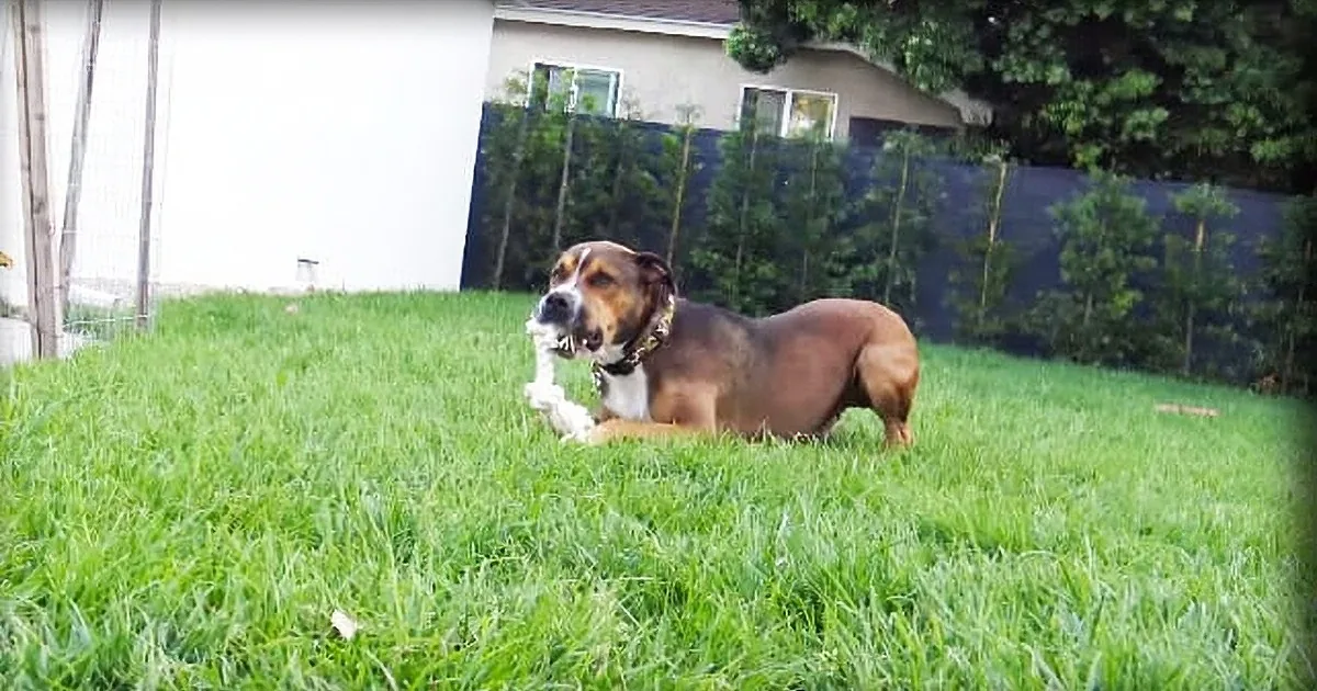A brown dog with a white chest lies on a grassy lawn, looking alert and wearing a collar.