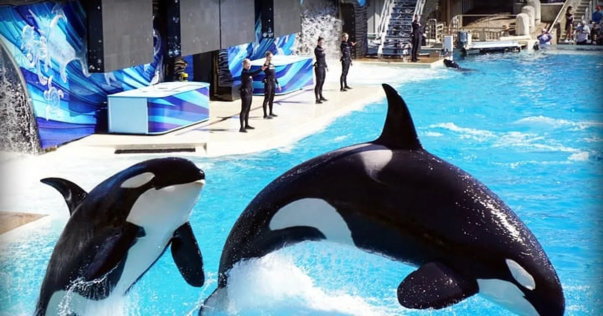 Orcas perform a synchronized jump in a blue pool, surrounded by trainers and spectators.