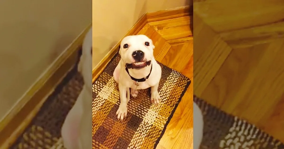 When She Described What Her Dog Started Doing, Nobody Believed Her. so She Captured This