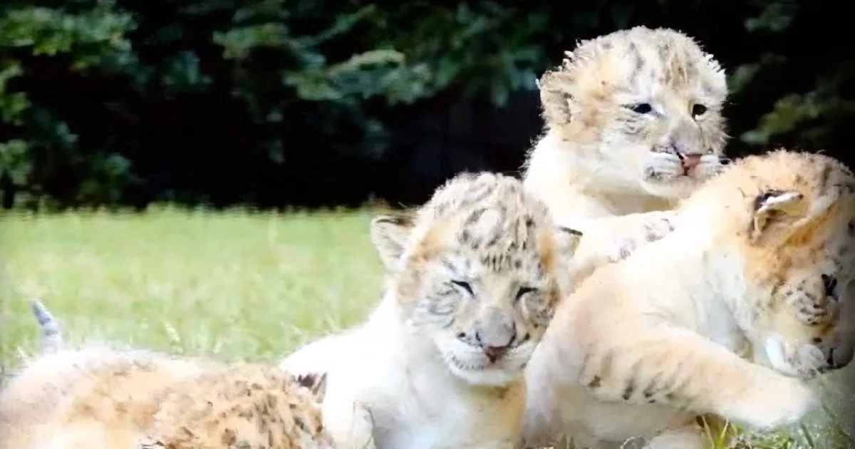 White Lion and White Tiger Have Babies, and They''re the Cutest Cubs on the Planet