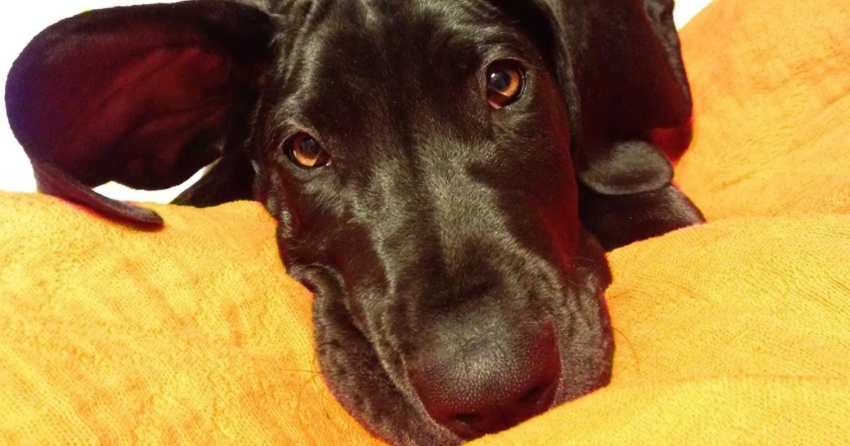 A black dog with floppy ears rests on a yellow blanket, gazing directly at the camera.